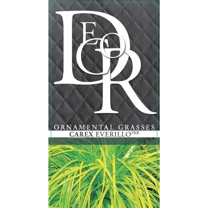 Starr – Carex oshimensis 'Everillo' - C5